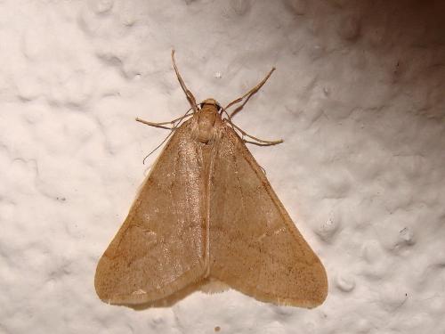 Alsophila aceraria