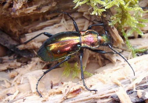 Réf. 40 804 : Carabus splendens