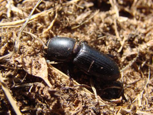Theotimius grandis
