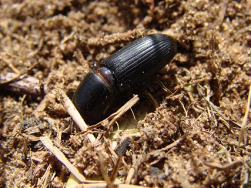 Theotimius grandis