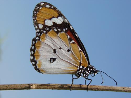 Réf. 40 459 : Danaus chrysippus