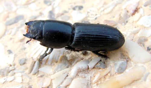 Réf. 40 083 : Theotimius grandis
