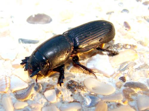 Réf. 40 084 : Theotimius grandis