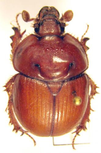 Bolbaffer splendidus