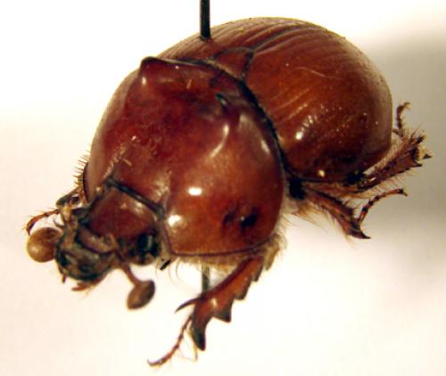 Bolbaffer splendidus