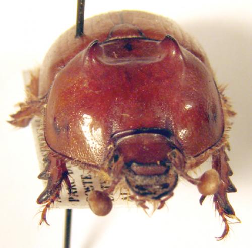 Réf. 40 094 : Bolbaffer splendidus