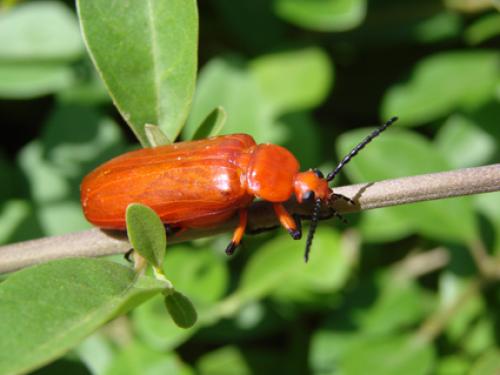 Horia sp.
