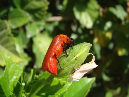 Horia sp.