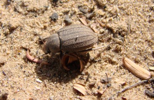 Pterolasia squalida
