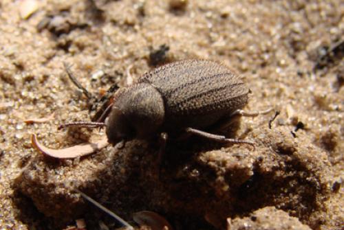 Pterolasia squalida
