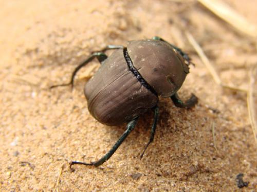 Allogymnopleurus aeneus