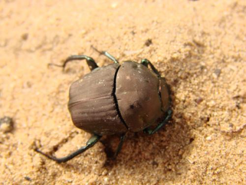 Allogymnopleurus aeneus