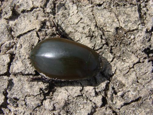 Réf. 40 489 : Cybister mocquerysi