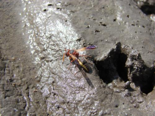 Réf. 40 402 : Rhynchium oculatum