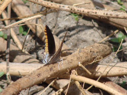 Réf. 40 386 : Charaxes jasius epijasius