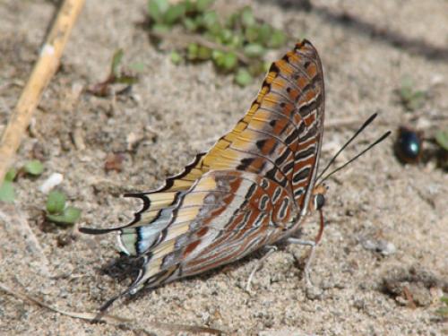 Réf. 40 385 : Charaxes jasius epijasius