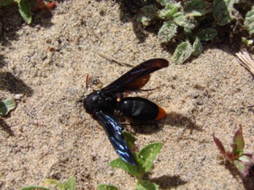 Synagris sp.
