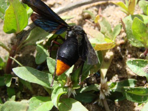 Synagris sp.