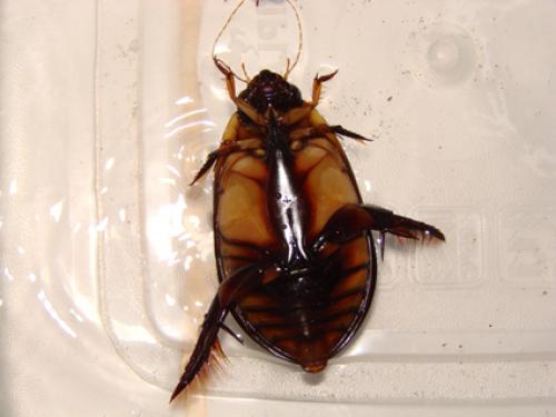 Réf. 40 456 : Cybister vicinus