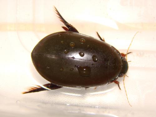 Réf. 40 490 : Cybister mocquerysi