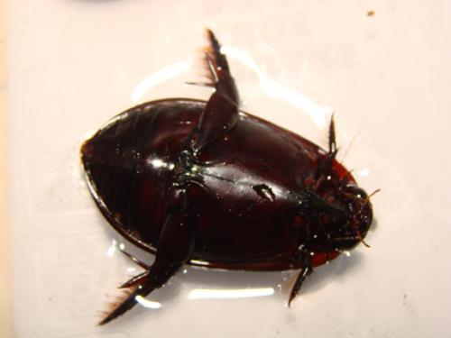 Réf. 40 491 : Cybister mocquerysi