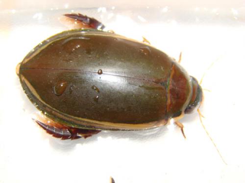 Cybister vicinus