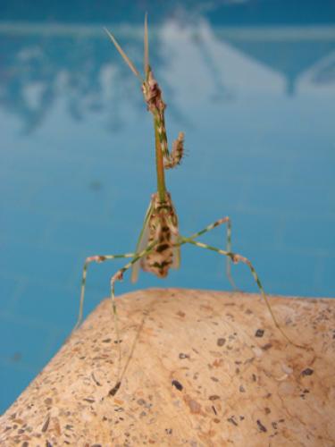 Réf. 40 405 : Empusa sp.