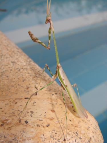 Empusa sp.