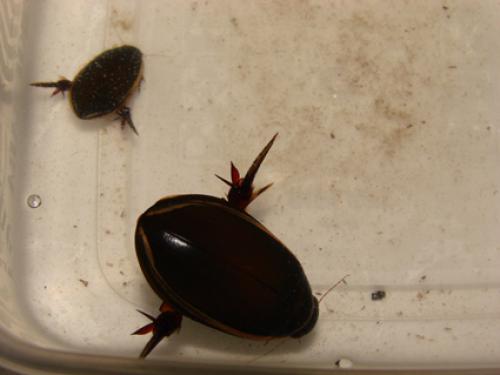 Cybister vicinus