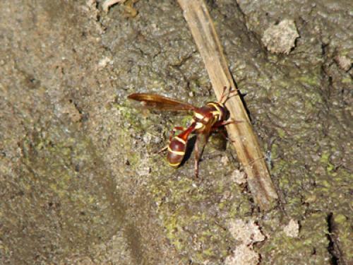 Monoceromyia gambiana