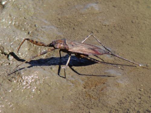 Laccotrephes sp.