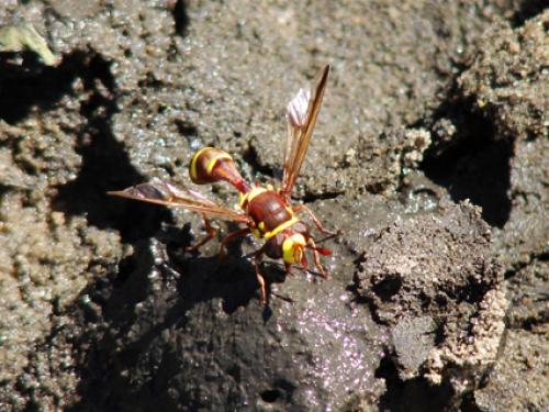 Monoceromyia gambiana