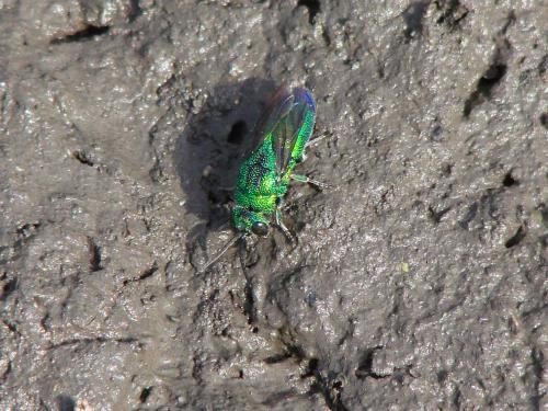 Chrysidini