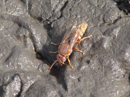 Réf. 40 598 : Sphecius sp.