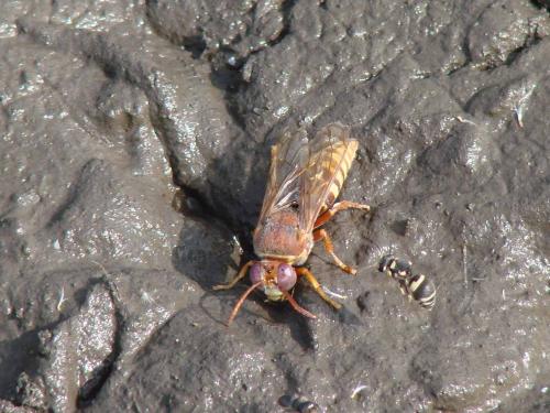 Sphecius sp.