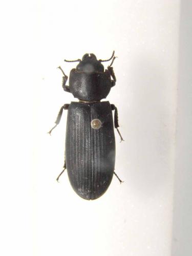 Melambia striata