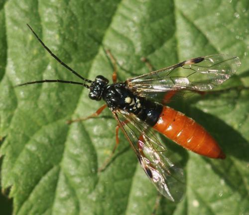 Réf. 40 012 : Tenthredopsis sp.