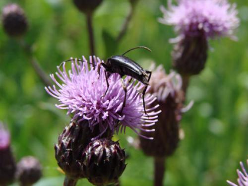 Etorofus pubescens