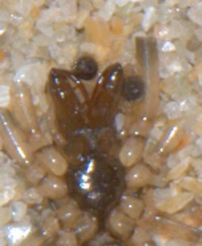 Enoplognatha mandibularis
