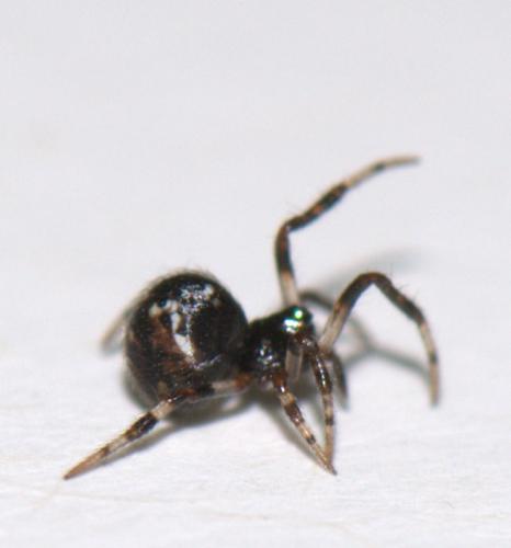Parasteatoda sp.