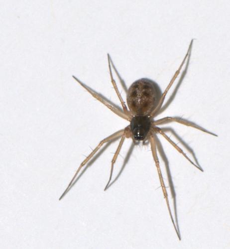 Réf. 40 507 : Tenuiphantes sp.