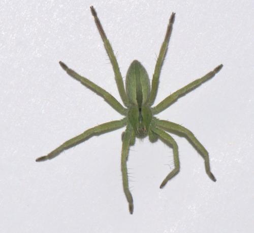 Micrommata ligurina