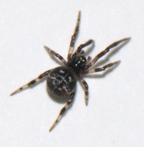 Parasteatoda sp.