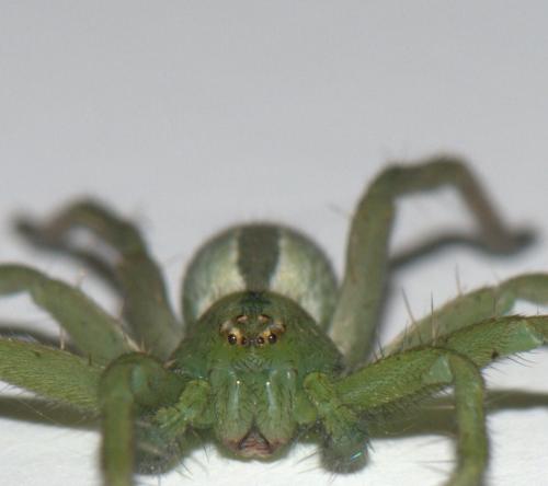 Micrommata ligurina
