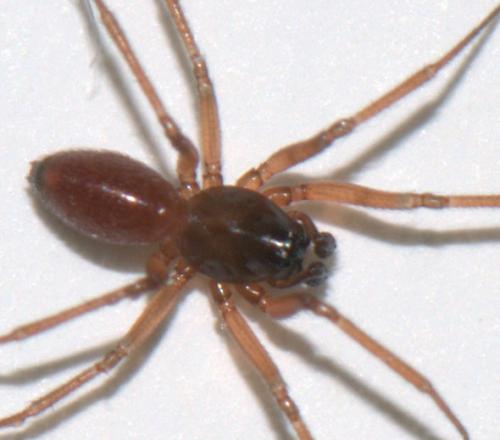 Ostearius melanopygius