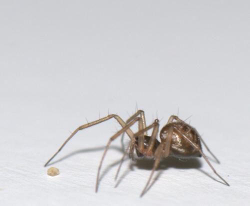 Réf. 40 509 : Tenuiphantes sp.