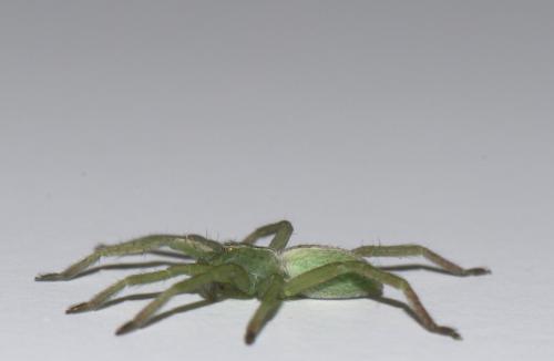 Micrommata ligurina