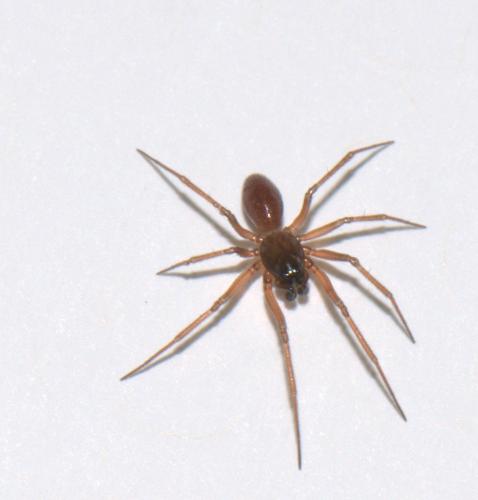 Réf. 40 217 : Ostearius melanopygius