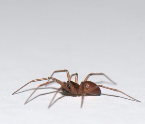 Ostearius melanopygius