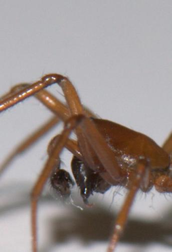 Macrargus rufus